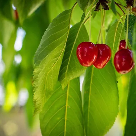 Haus Weidmannsheil - Wohnen Im Romantischen Forsthaus