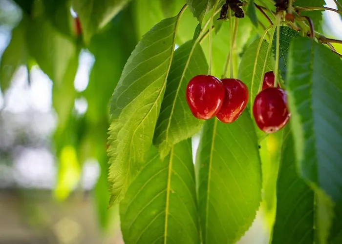 Haus Weidmannsheil - Wohnen Im Romantischen Forsthaus